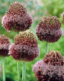 images/productimages/small/N011 Allium Forelock.jpg